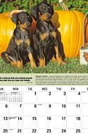 Dogs Oct.