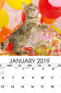Kittens Jan