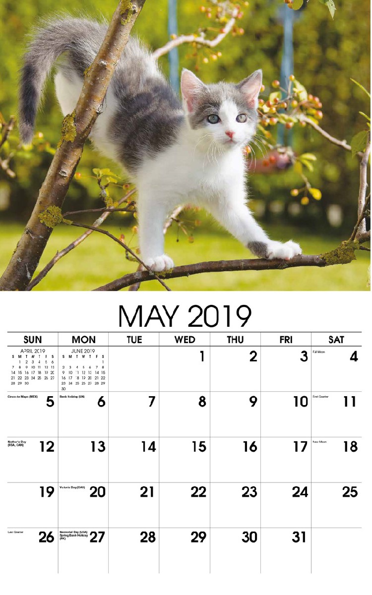 Kittens Wall Calendar - May