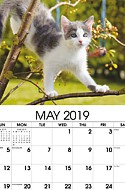 Kittens May